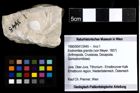 Foto (Objekt + Etiketten) von Eodromites grandis (von Meyer, 1857) 